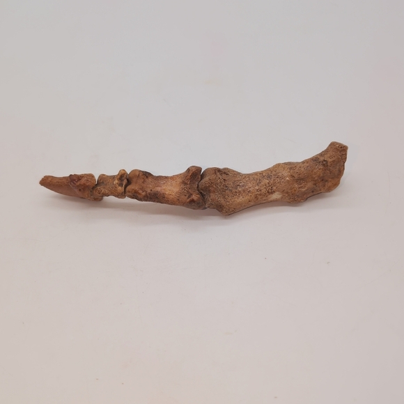 Real Fossilized Extinct Cave Bear Claw And Finger Bones Ursus spelaeus - Picture 9 of 9